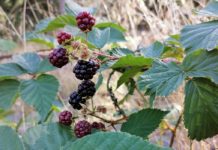 Amazing Health Benefits of Boysenberry Health Benefits of Boysenberries