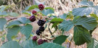 Amazing Health Benefits of Boysenberry Health Benefits of Boysenberries