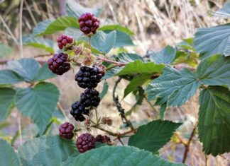 Amazing Health Benefits of Boysenberry Health Benefits of Boysenberries