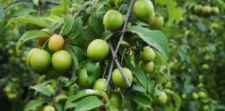 Shocking Health Benefits of Hog Plum Shocking Health Benefits of Hog Plum