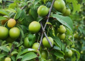 Shocking Health Benefits of Hog Plum Shocking Health Benefits of Hog Plum