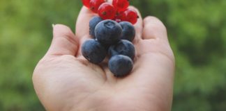 10 Health Benefits of Black Currant 10 Health Benefits of Black Currant