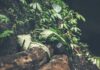 Amazing Health Benefits of Skirret Amazing Health Benefits of Skirret
