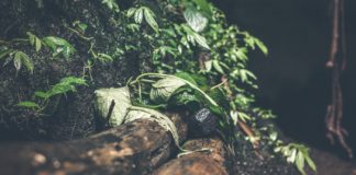 Amazing Health Benefits of Skirret Amazing Health Benefits of Skirret