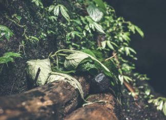 Amazing Health Benefits of Skirret Amazing Health Benefits of Skirret