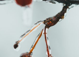 Incredible Health Benefits of Crab Apples Incredible Health Benefits of Crab Apples