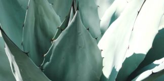 Agave Nectar; A Natural Sweetener Agave Nectar; A Natural Sweetener