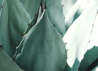 Agave Nectar; A Natural Sweetener Agave Nectar; A Natural Sweetener