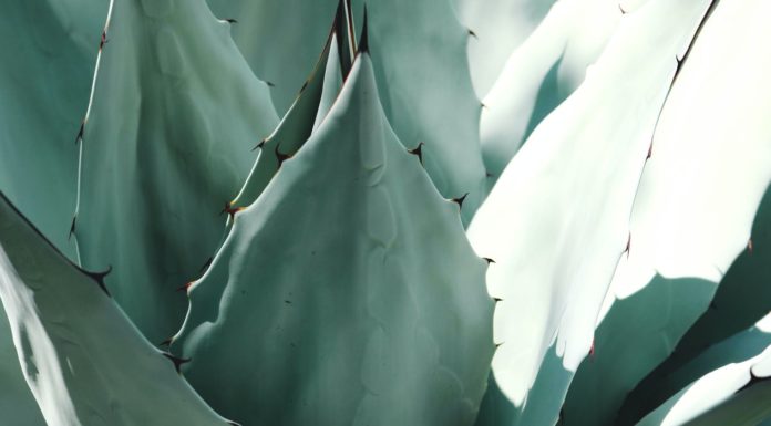 Agave Nectar; A Natural Sweetener Agave Nectar; A Natural Sweetener