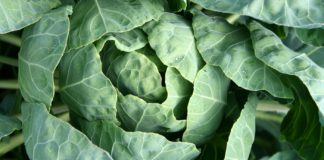 Amazing Health Benefits of Kohlrabi Amazing Health Benefits of Kohlrabi