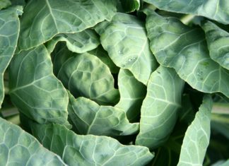 Amazing Health Benefits of Kohlrabi Amazing Health Benefits of Kohlrabi