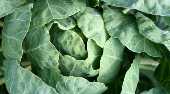 Amazing Health Benefits of Kohlrabi Amazing Health Benefits of Kohlrabi
