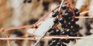 What You Don’t know About Elderberry What You Don't know About Elderberry