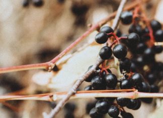 What You Don’t know About Elderberry What You Don't know About Elderberry