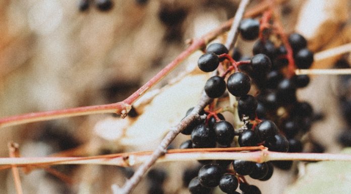 What You Don’t know About Elderberry What You Don't know About Elderberry