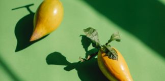 11 Health Benefits of Canistel 11 Health Benefits of Canistel