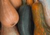 Ever Heard of Ash Gourd Health Benefits? Ever Heard of Ash Gourd Health Benefits?