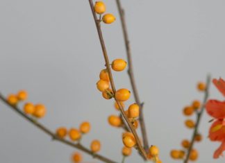 Astounding Benefits of Loquat Fruit Astounding Benefits of Loquat Fruit