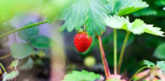 Excellent Health Benefits of Yumberry Excellent Health Benefits of Yumberry