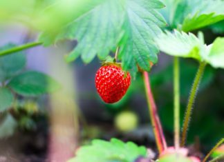 Excellent Health Benefits of Yumberry Excellent Health Benefits of Yumberry