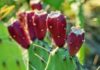 What Have You Heard About Prickly Pear? What Have You Heard About Prickly Pear?