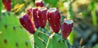 What Have You Heard About Prickly Pear? What Have You Heard About Prickly Pear?