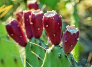 What Have You Heard About Prickly Pear? What Have You Heard About Prickly Pear?