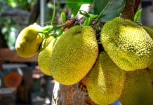 Unusual Health Benefits of Cempedak Unusual Health Benefits of Cempedak