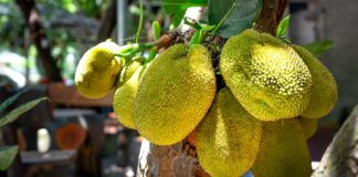 Unusual Health Benefits of Cempedak Unusual Health Benefits of Cempedak