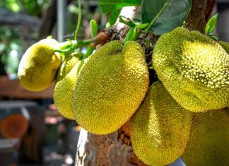 Unusual Health Benefits of Cempedak Unusual Health Benefits of Cempedak