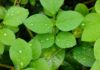 Cleaver Plant: Health Benefits & Side Effects Cleaver Plant: Health Benefits & Side Effects