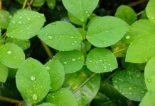 Cleaver Plant: Health Benefits & Side Effects Cleaver Plant: Health Benefits & Side Effects