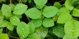 Cleaver Plant: Health Benefits & Side Effects Cleaver Plant: Health Benefits & Side Effects