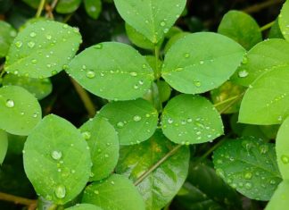 Cleaver Plant: Health Benefits & Side Effects Cleaver Plant: Health Benefits & Side Effects