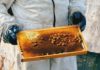 Health Benefits Of Acacia Honey Health Benefits Of Acacia Honey