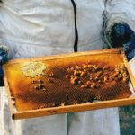 Health Benefits Of Acacia Honey Health Benefits Of Acacia Honey