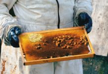 Health Benefits Of Acacia Honey Health Benefits Of Acacia Honey