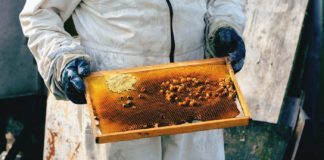 Health Benefits Of Acacia Honey Health Benefits Of Acacia Honey