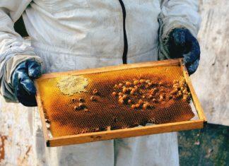 Health Benefits Of Acacia Honey Health Benefits Of Acacia Honey