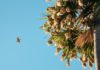 Ever Heard of Palmyra (Palm) Fruit? palmyra fruit