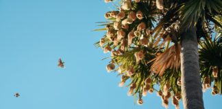Ever Heard of Palmyra (Palm) Fruit? palmyra fruit