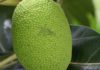 Astonishing Health Benefits of Marang Fruit Astonishing Health Benefits of Marang Fruit