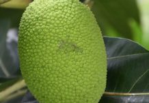 Astonishing Health Benefits of Marang Fruit Astonishing Health Benefits of Marang Fruit