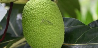 Astonishing Health Benefits of Marang Fruit Astonishing Health Benefits of Marang Fruit