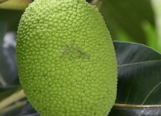 Astonishing Health Benefits of Marang Fruit Astonishing Health Benefits of Marang Fruit