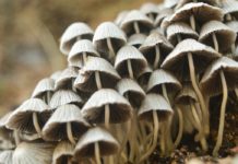 Lion’s Mane Mushroom: 6 Health Benefits