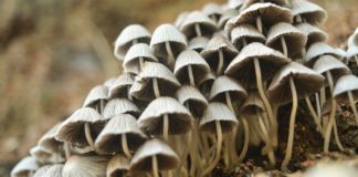 Lion’s Mane Mushroom: 6 Health Benefits