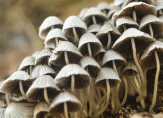 Lion’s Mane Mushroom: 6 Health Benefits