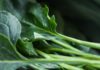 Amazing Health Benefits of Collard Green Amazing Health Benefits of Collard Green