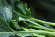 Amazing Health Benefits of Collard Green Amazing Health Benefits of Collard Green